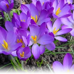 Crocus